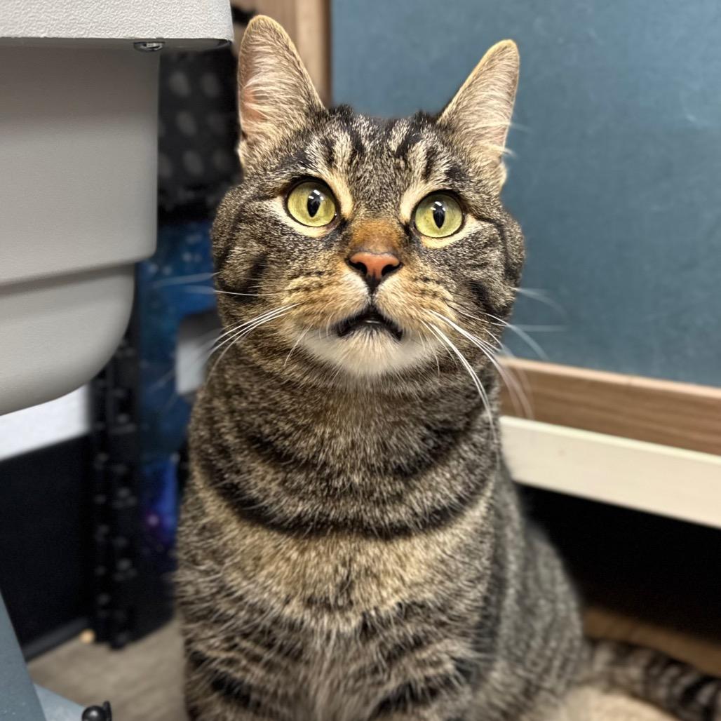 Church, a Adoptable mixed breed in Port Angeles, WA image 5/6