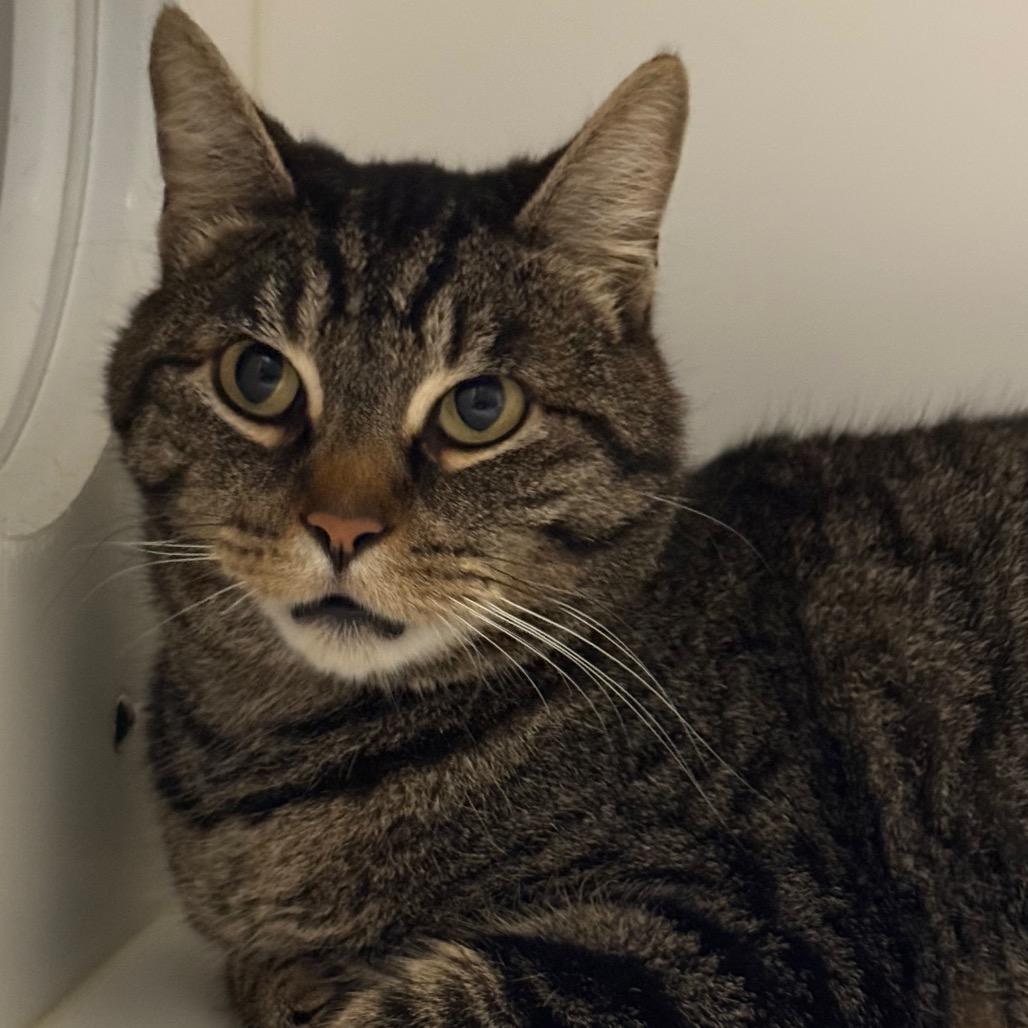 Church, a Adoptable mixed breed in Port Angeles, WA image 6/6