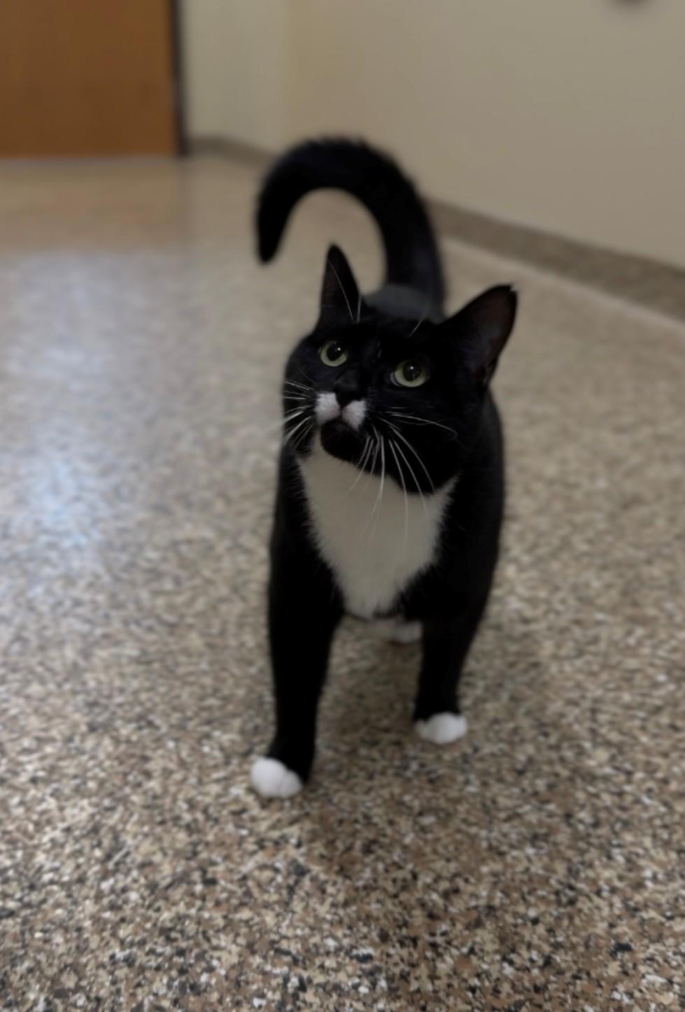 Oreo, an adoptable Domestic Short Hair in Hackensack, MN, 56452 | Photo Image 1