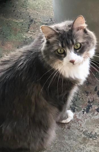 JOSIE, Adopted, Adult Female British Longhair.