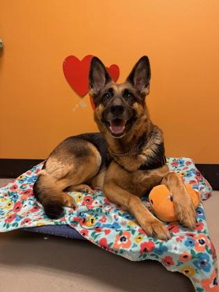 Ingrid, ADOPTABLE, Senior Female German Shepherd Dog.