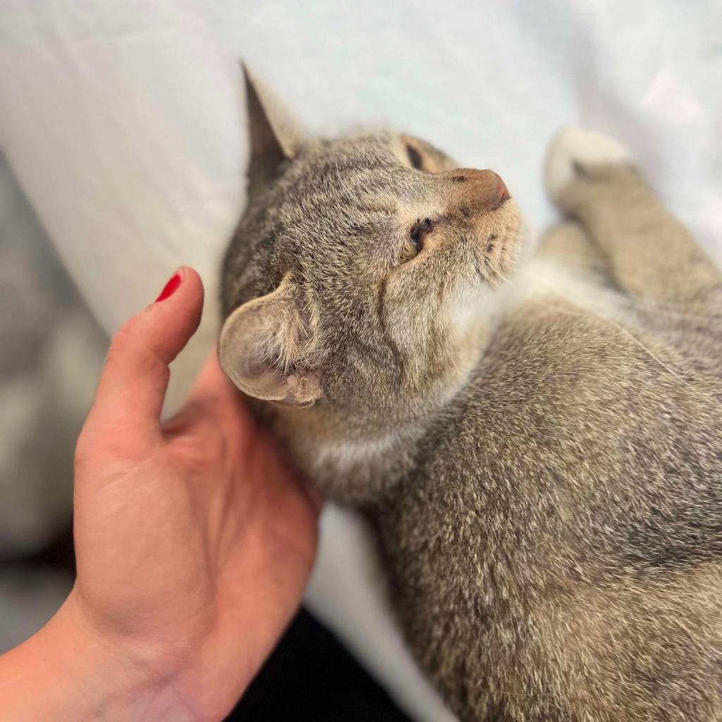 Angel, Adoptable, Adult Female Domestic Short Hair.