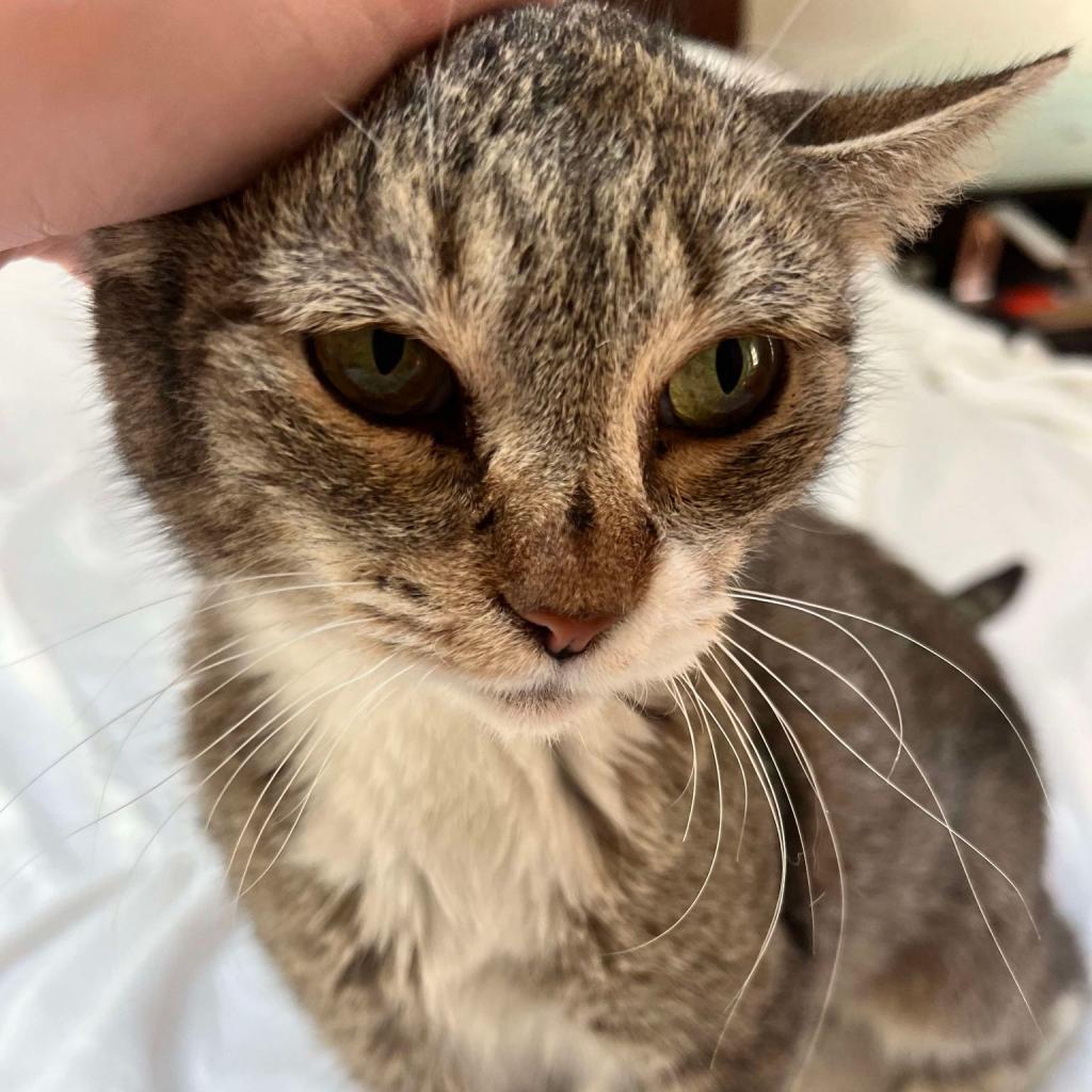 Enlarge Angel, a Adoptable Domestic Short Hair in Philadelphia, PA image 2/3