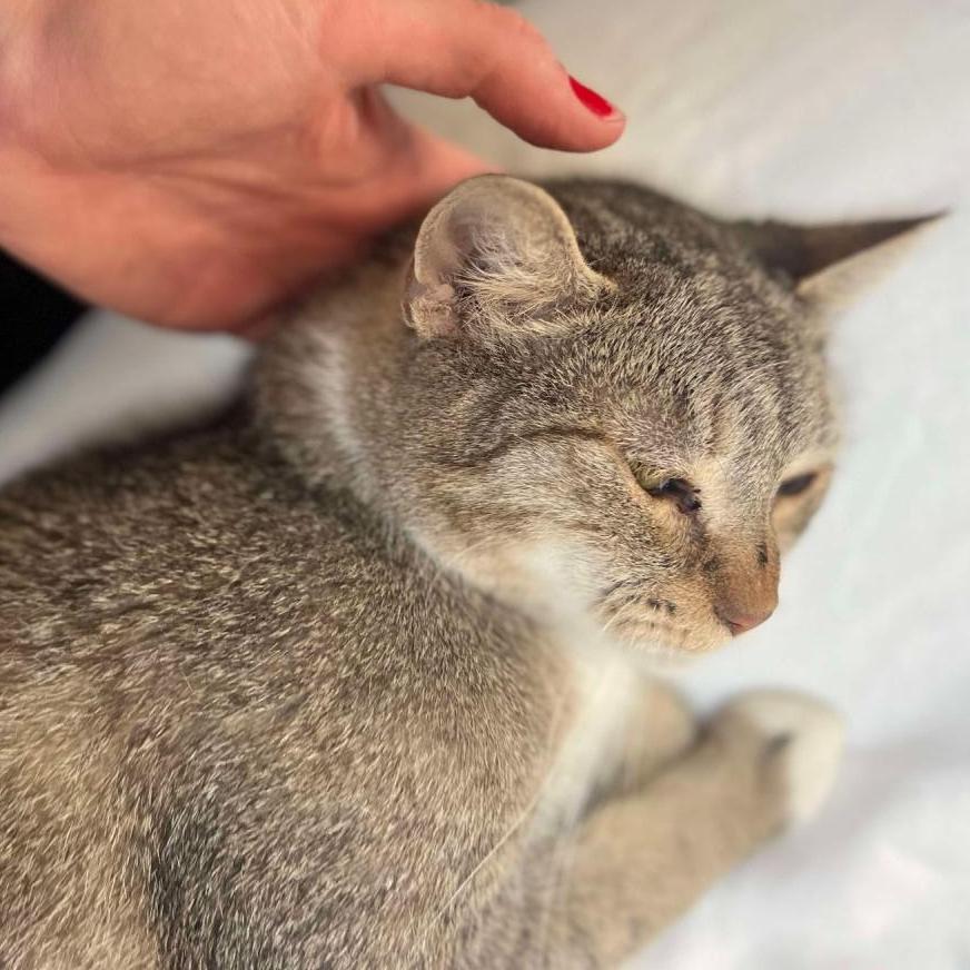 Enlarge Angel, a Adoptable Domestic Short Hair in Philadelphia, PA image 2/3