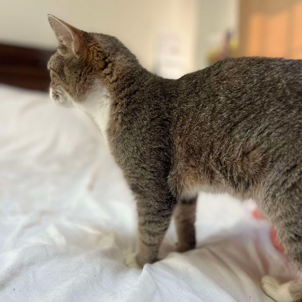 Enlarge Angel, a Adoptable Domestic Short Hair in Philadelphia, PA image 3/3