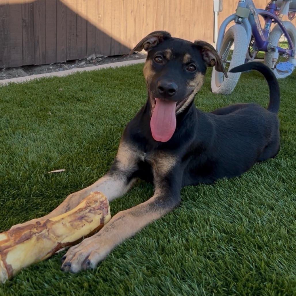 Enlarge Maggie, a Adoptable German Shepherd Dog in Studio City, CA image 1/1