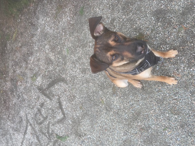 Luka, Adoptable, Young Male Staffordshire Bull Terrier & German Shepherd Dog.