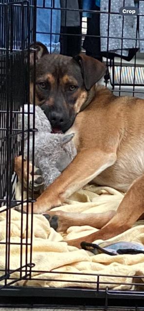 Luka, a Adoptable mixed breed in Surrey, BC image 2/4