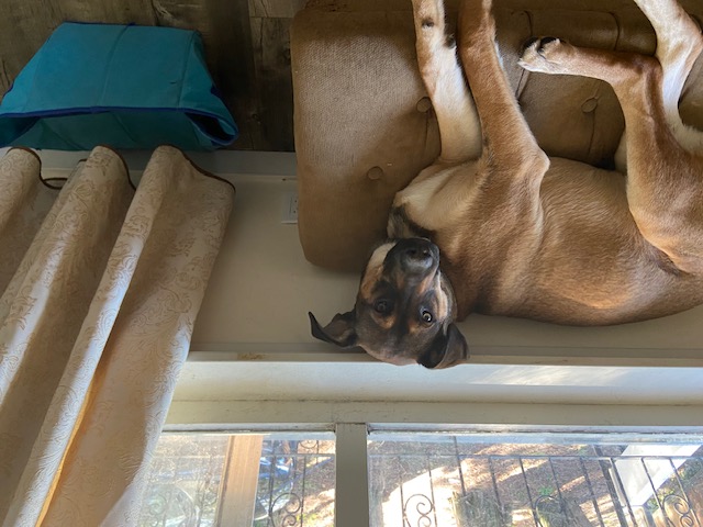 Luka, a Adoptable mixed breed in Surrey, BC image 3/4