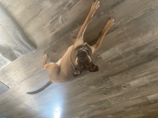 Luka, a Adoptable mixed breed in Surrey, BC image 4/4