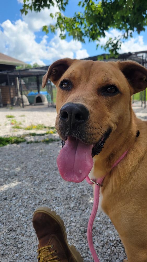 Enlarge Fudge, a Adoptable mixed breed in Bolivar, MO image 1/6