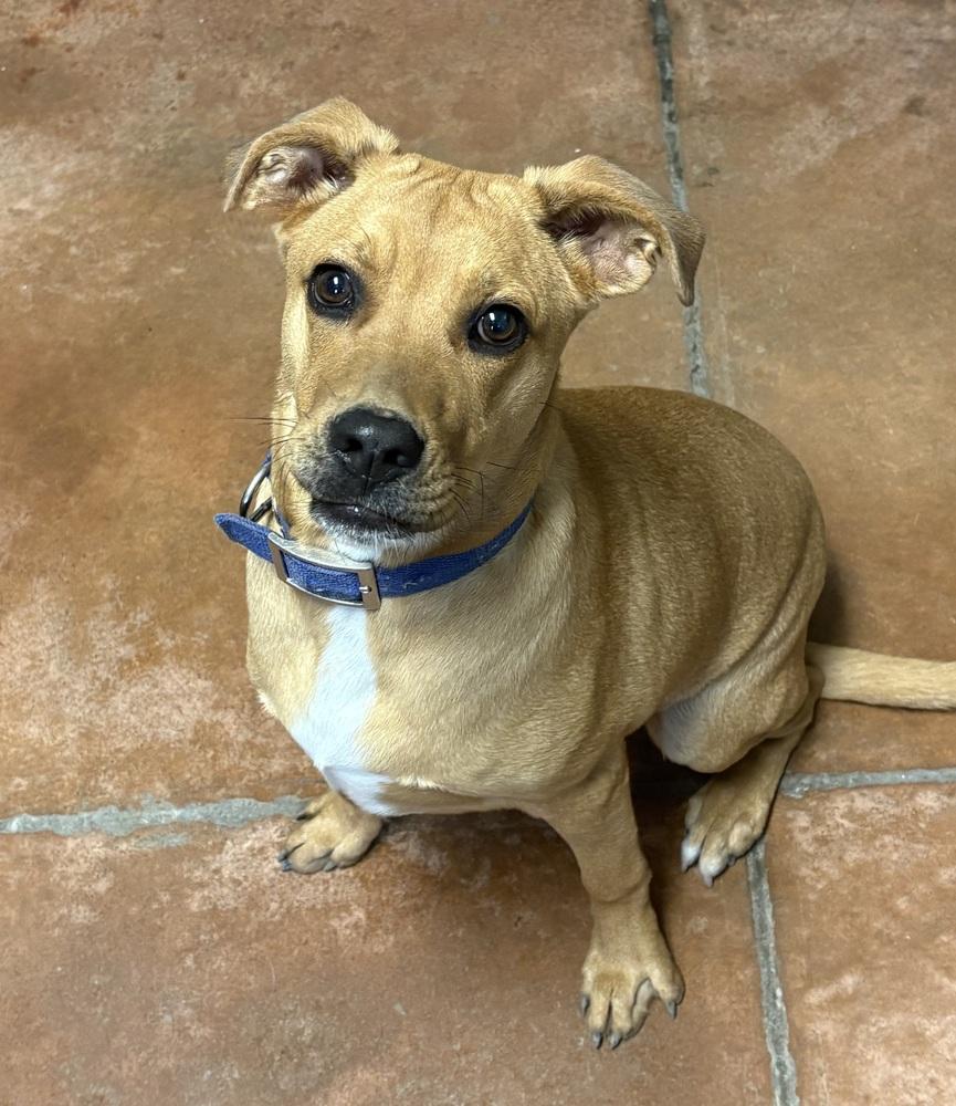 Fudge, Adoptable, Young Male Labrador Retriever.