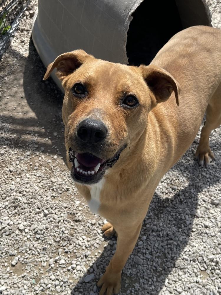 Fudge, a Adoptable mixed breed in Bolivar, MO image 3/6