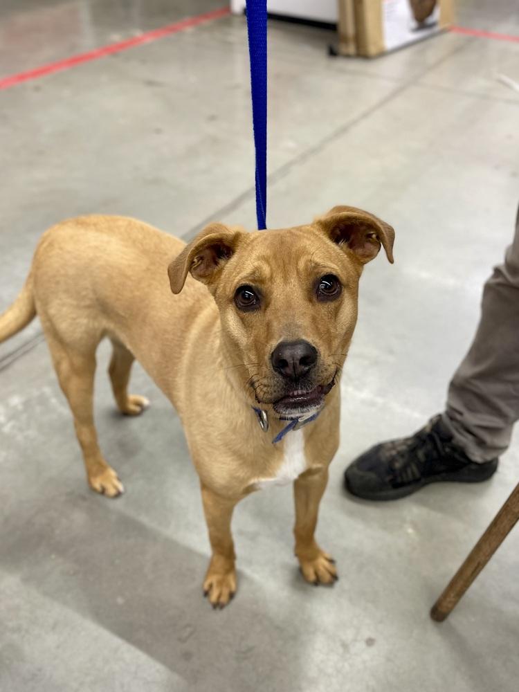 Enlarge Fudge, a Adoptable mixed breed in Bolivar, MO image 2/3