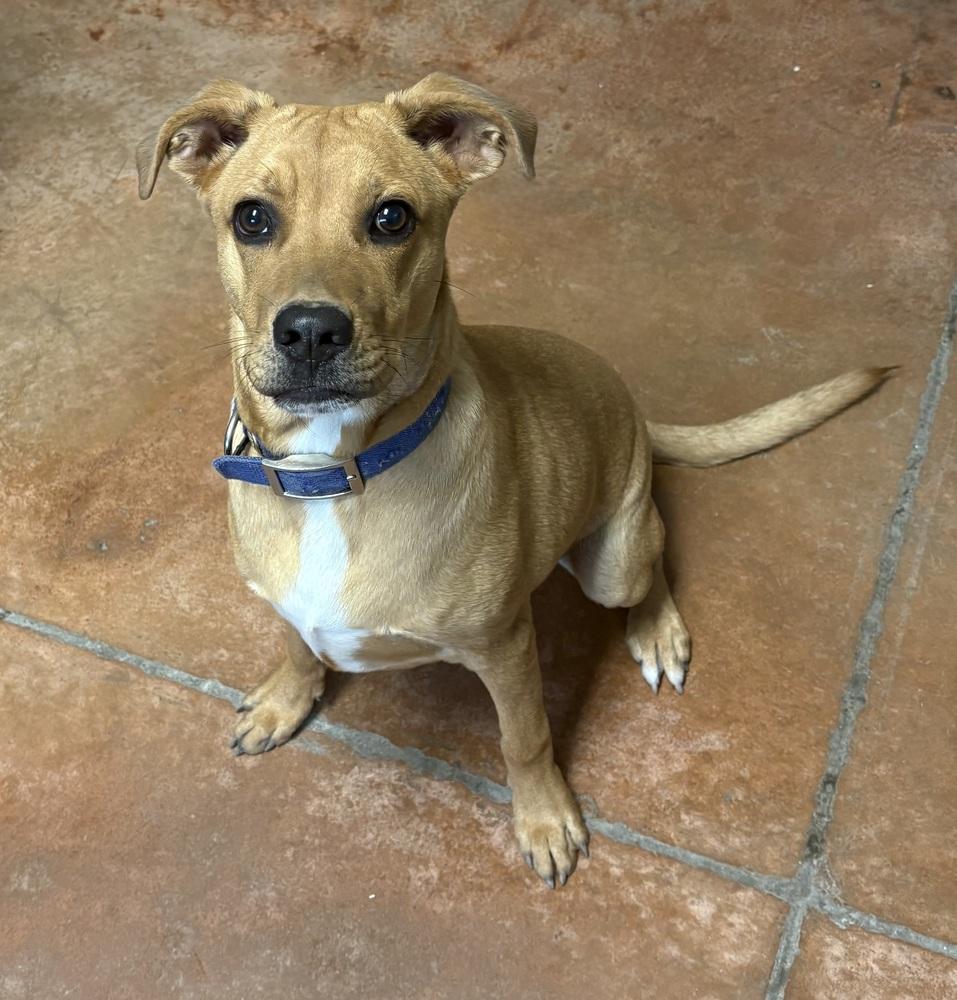 Fudge, a Adoptable mixed breed in Bolivar, MO image 2/2