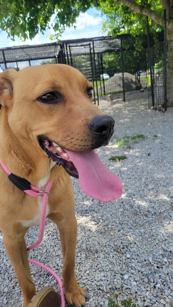 Enlarge Fudge, a Adoptable mixed breed in Bolivar, MO image 5/6