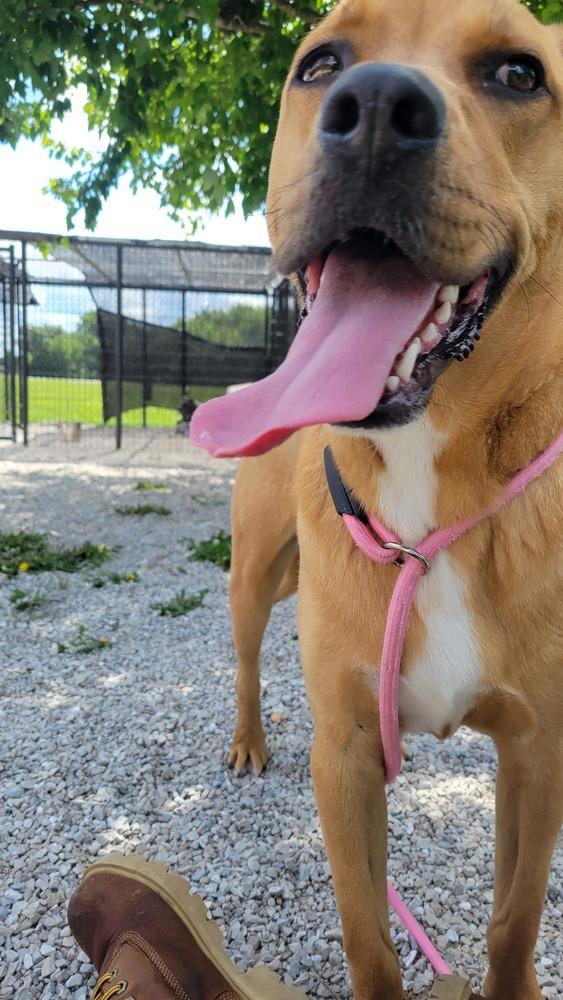 Enlarge Fudge, a Adoptable mixed breed in Bolivar, MO image 6/6