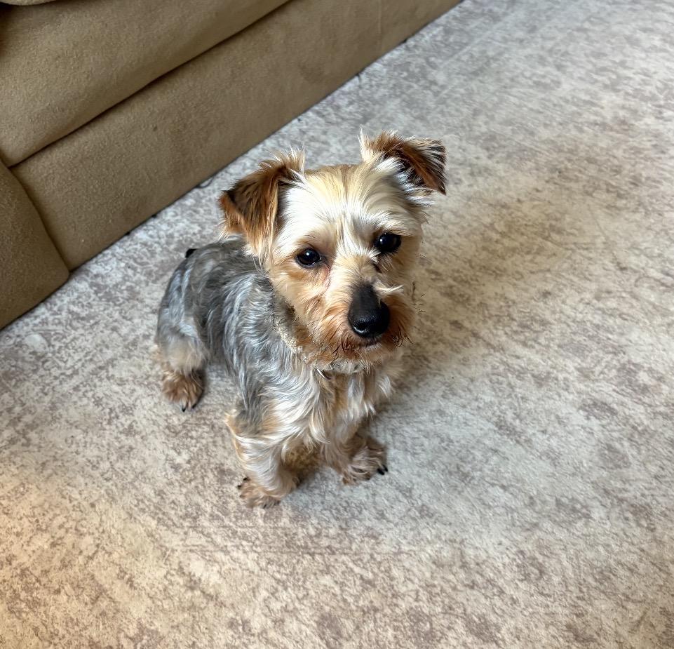 Sherman, an adopted Mixed Breed in Maineville, OH image 4/5
