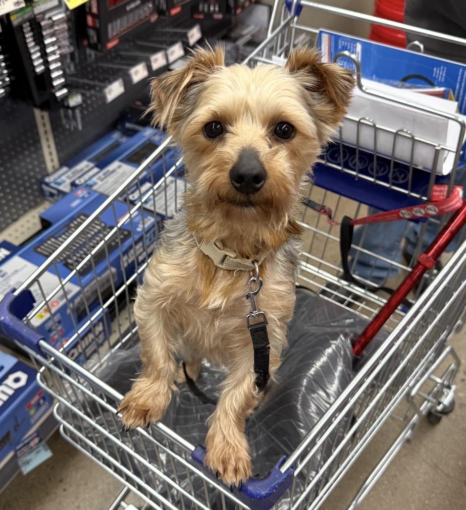 Sherman, an adopted Mixed Breed in Maineville, OH image 1/5