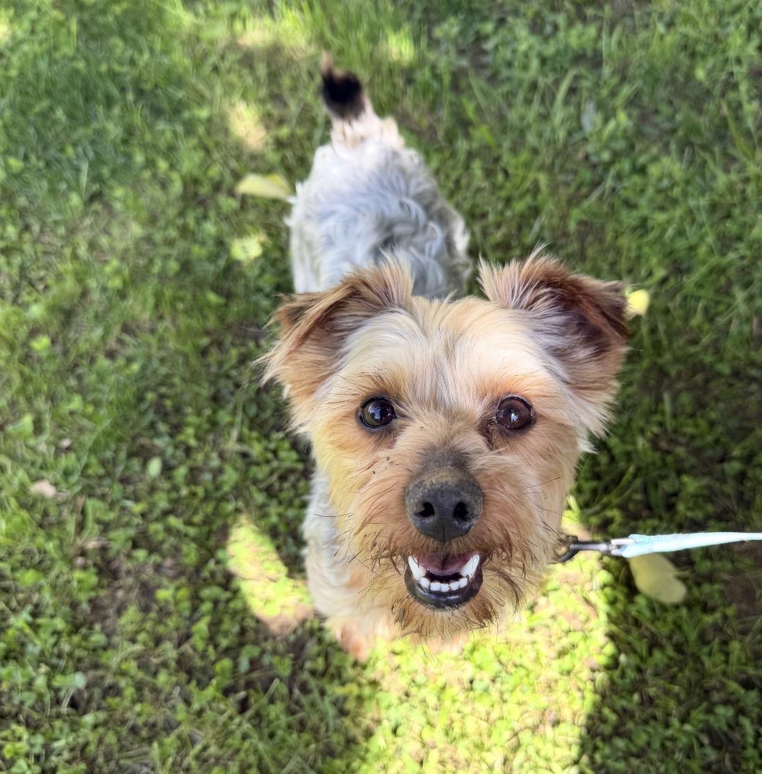 Sherman, an adopted Mixed Breed in Maineville, OH image 3/5