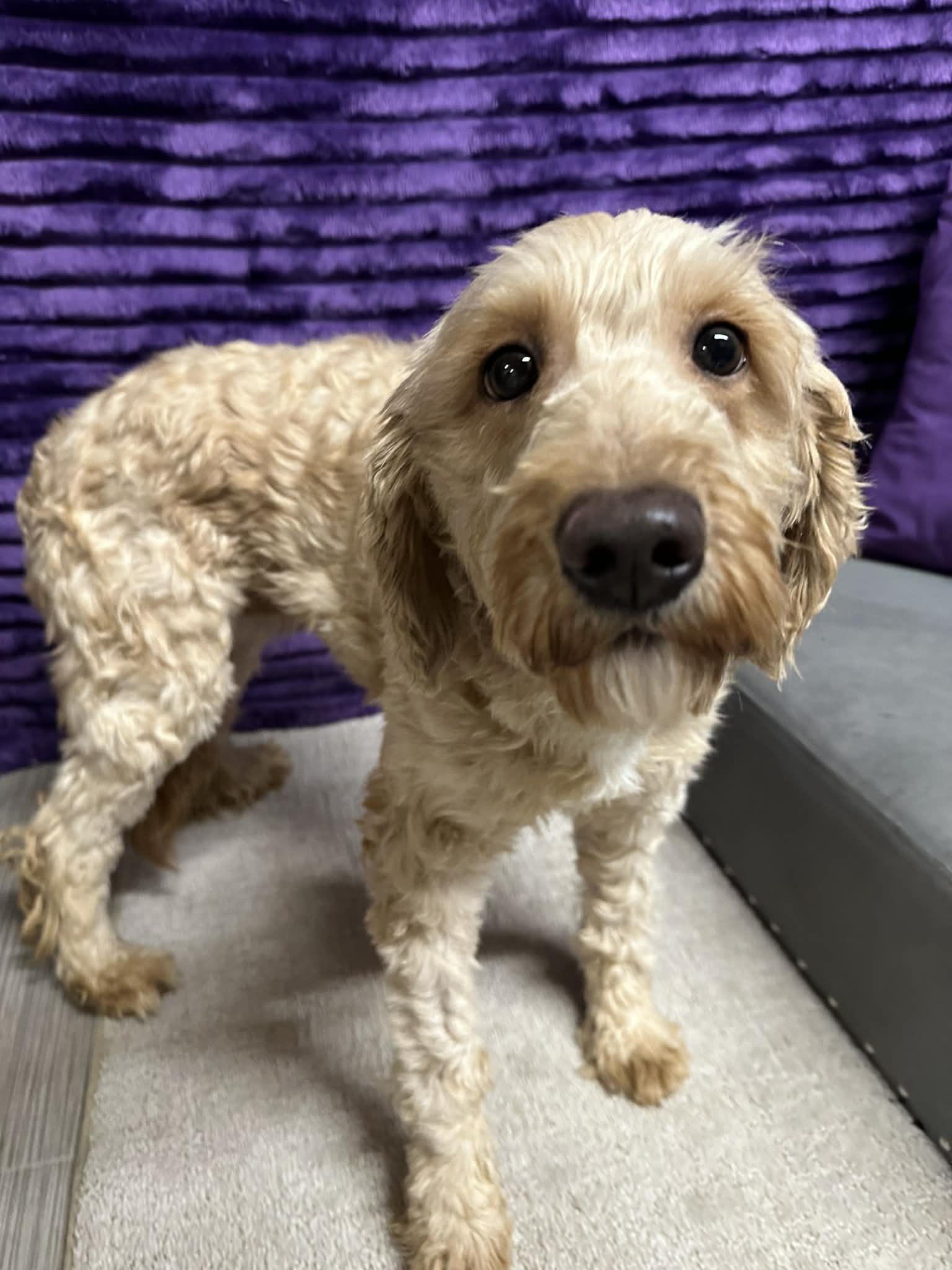 Peaches-Home visit in process, an adopted Goldendoodle in Hartland, WI image 2/6