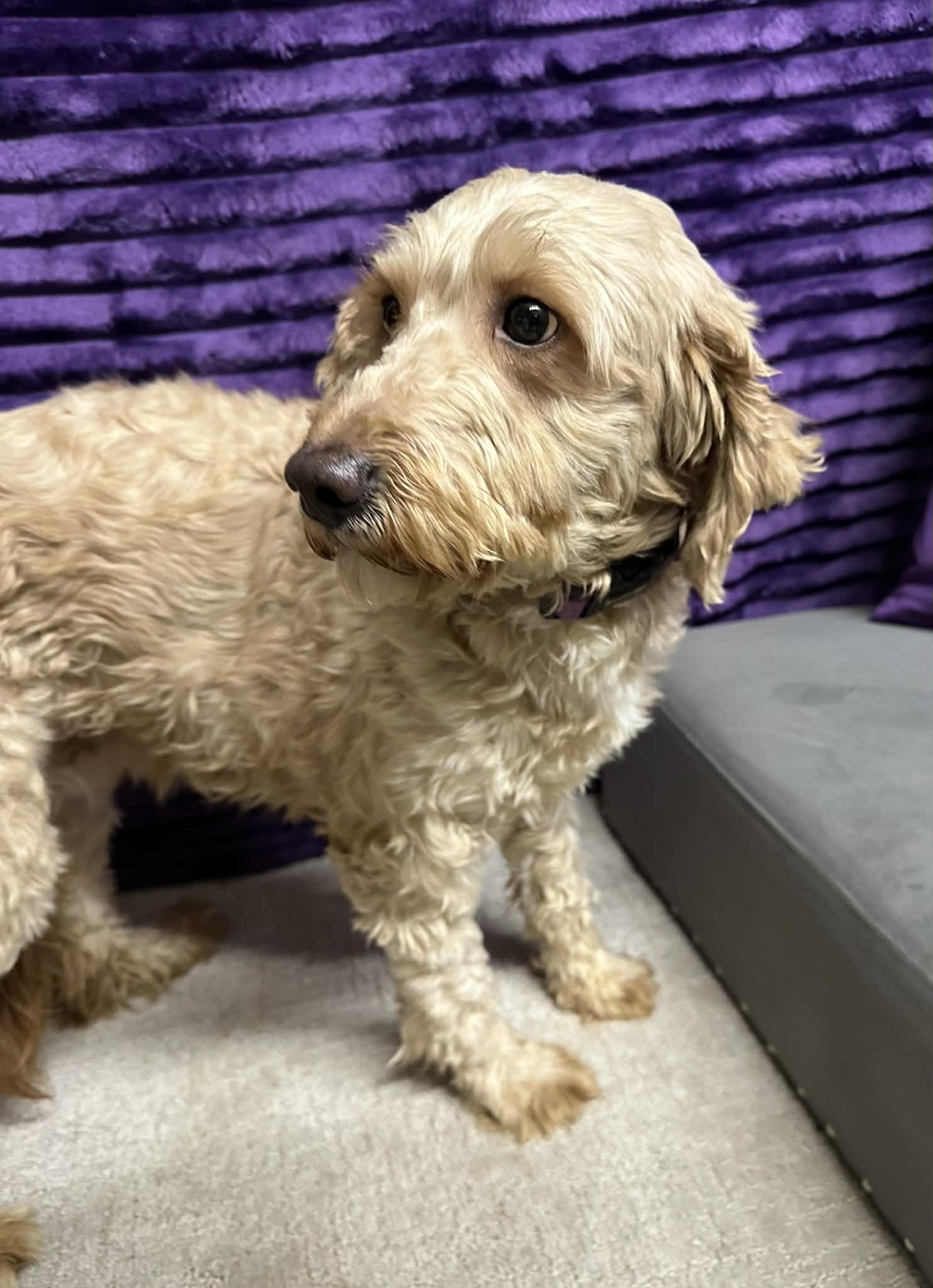 Peaches-Home visit in process, an adopted Goldendoodle in Hartland, WI image 5/6