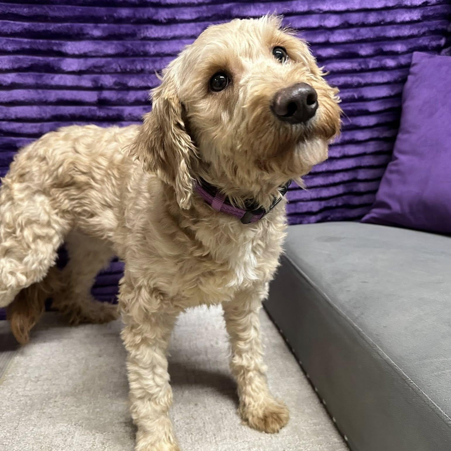 Peaches-Home visit in process, an adopted Goldendoodle in Hartland, WI image 1/6