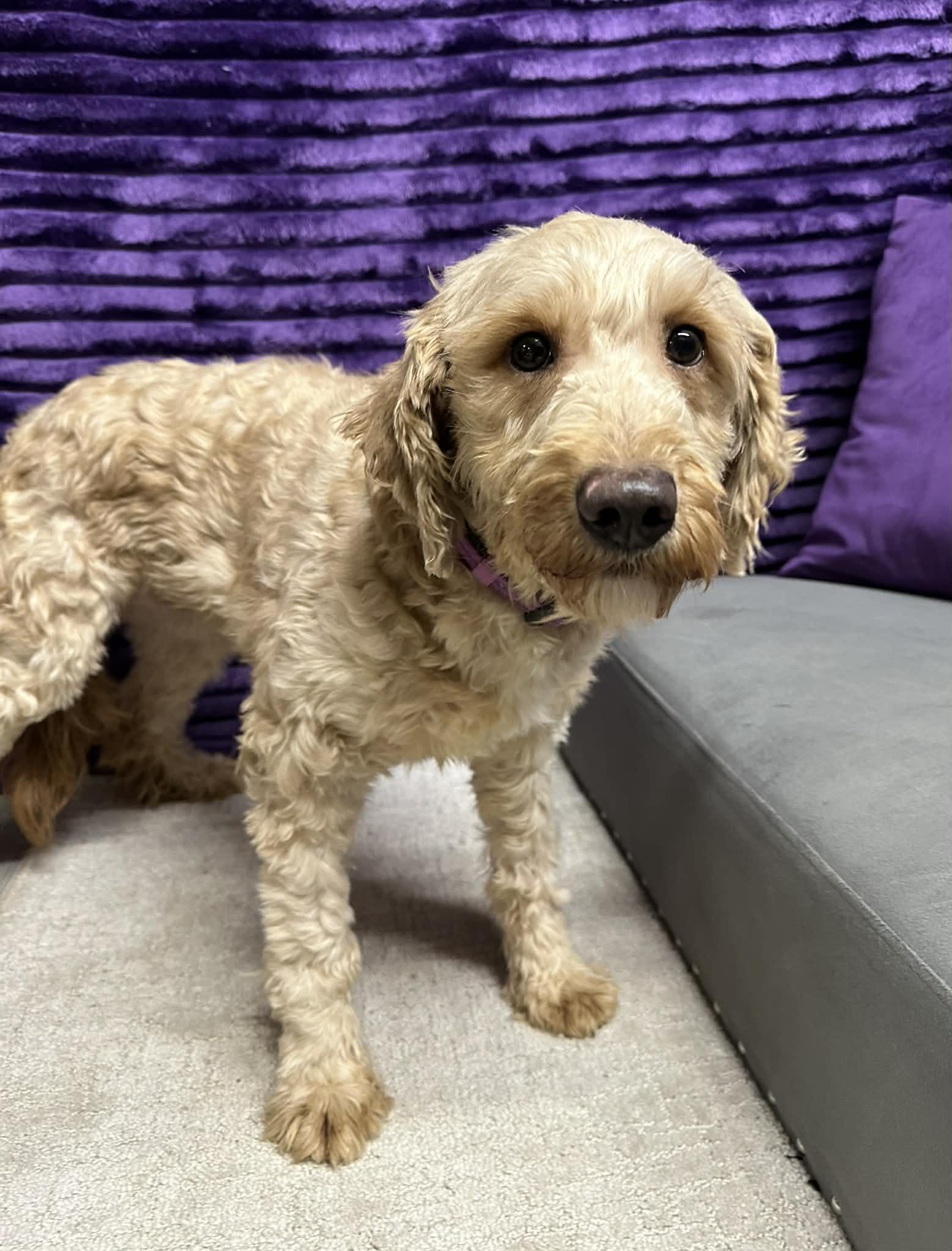 Peaches-Home visit in process, an adopted Goldendoodle in Hartland, WI image 3/6