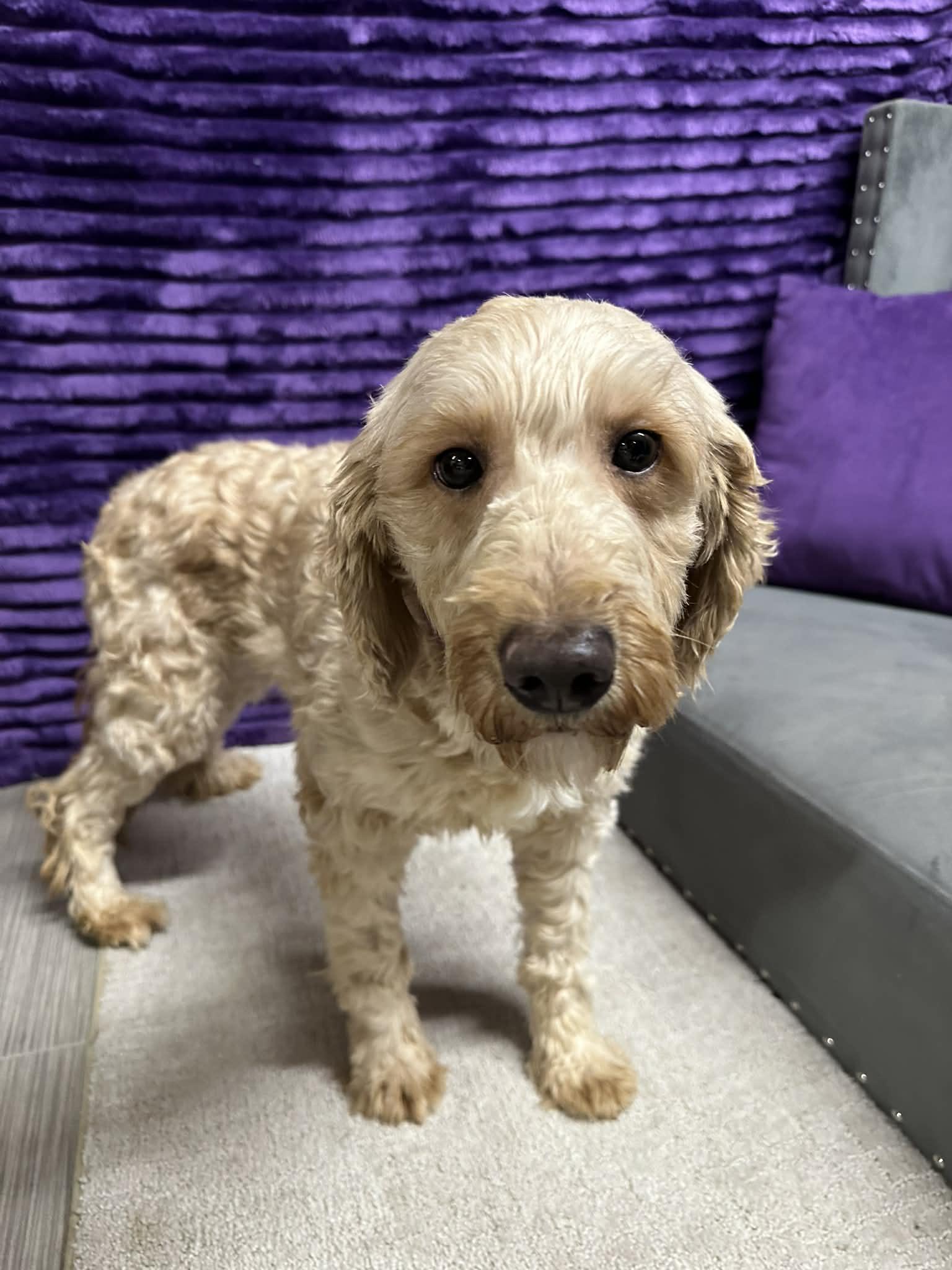 Peaches-Home visit in process, an adopted Goldendoodle in Hartland, WI image 4/6