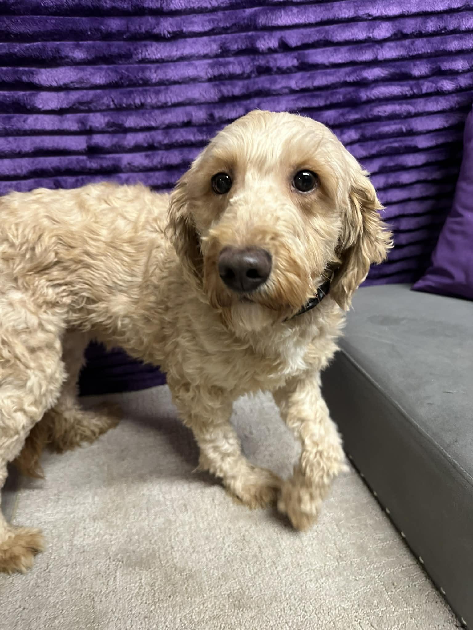 Peaches-Home visit in process, an adopted Goldendoodle in Hartland, WI image 6/6