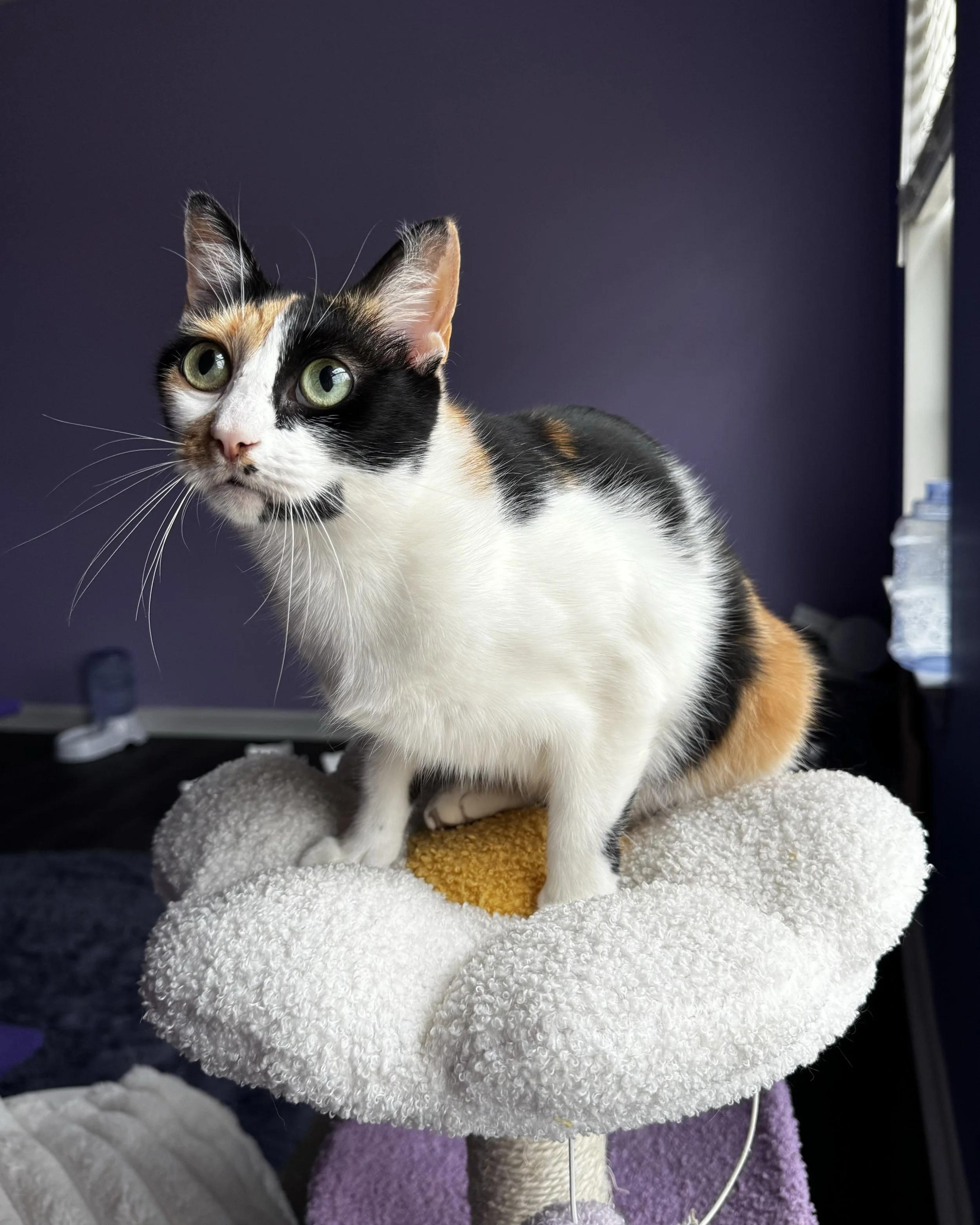 Enlarge Princess, an adopted Domestic Short Hair in Atlanta, GA image 1/6