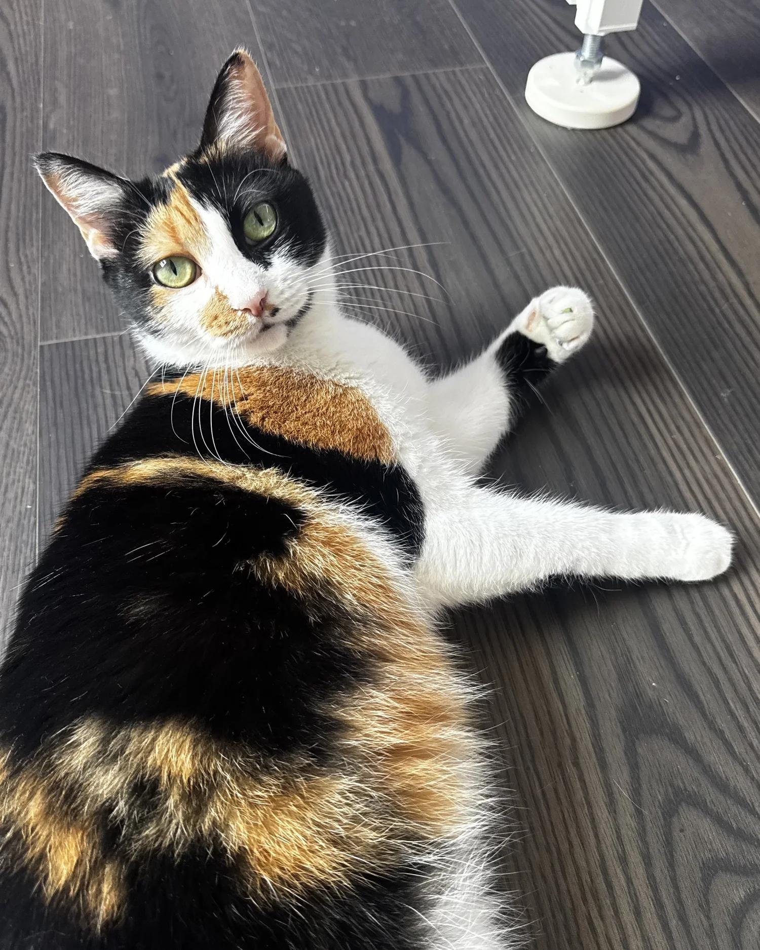 Enlarge Princess, an adopted Domestic Short Hair in Atlanta, GA image 2/6