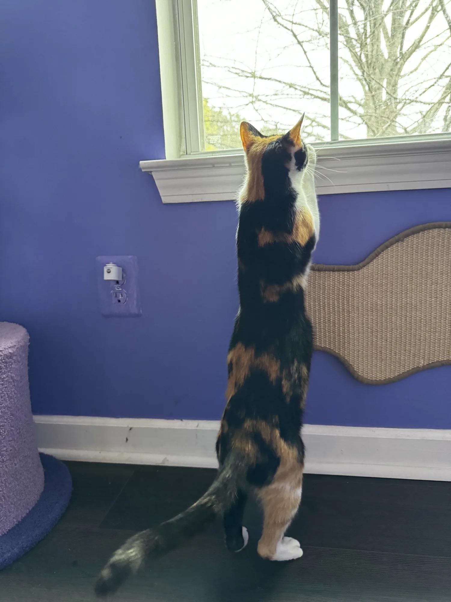 Enlarge Princess, an adopted Domestic Short Hair in Atlanta, GA image 3/6