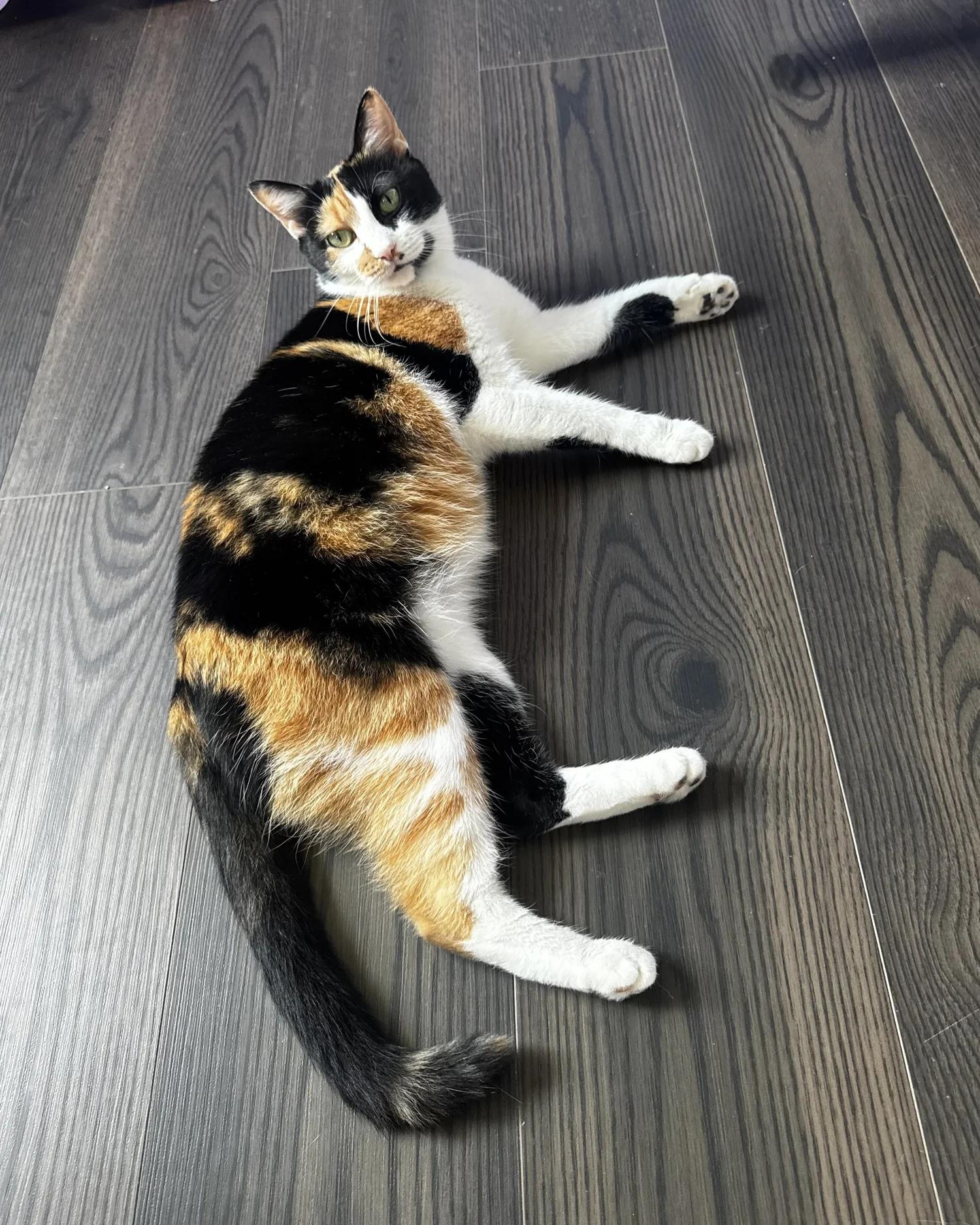 Enlarge Princess, an adopted Domestic Short Hair in Atlanta, GA image 4/6