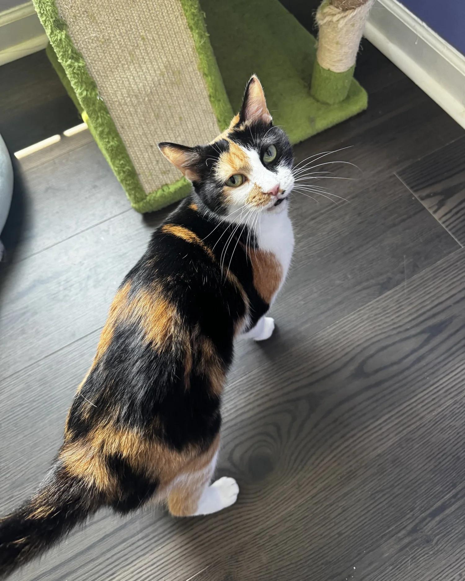 Enlarge Princess, an adopted Domestic Short Hair in Atlanta, GA image 5/6