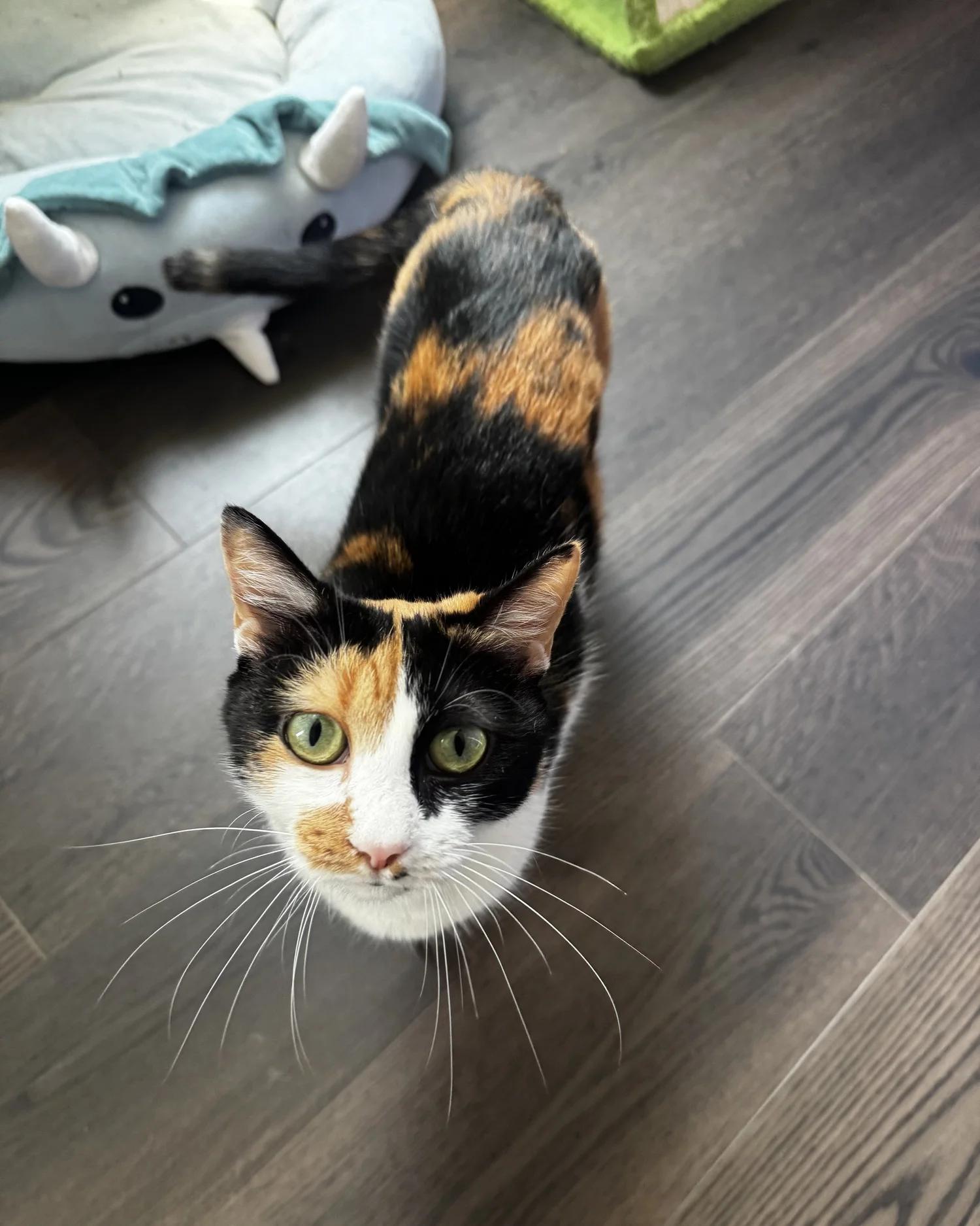 Enlarge Princess, an adopted Domestic Short Hair in Atlanta, GA image 6/6