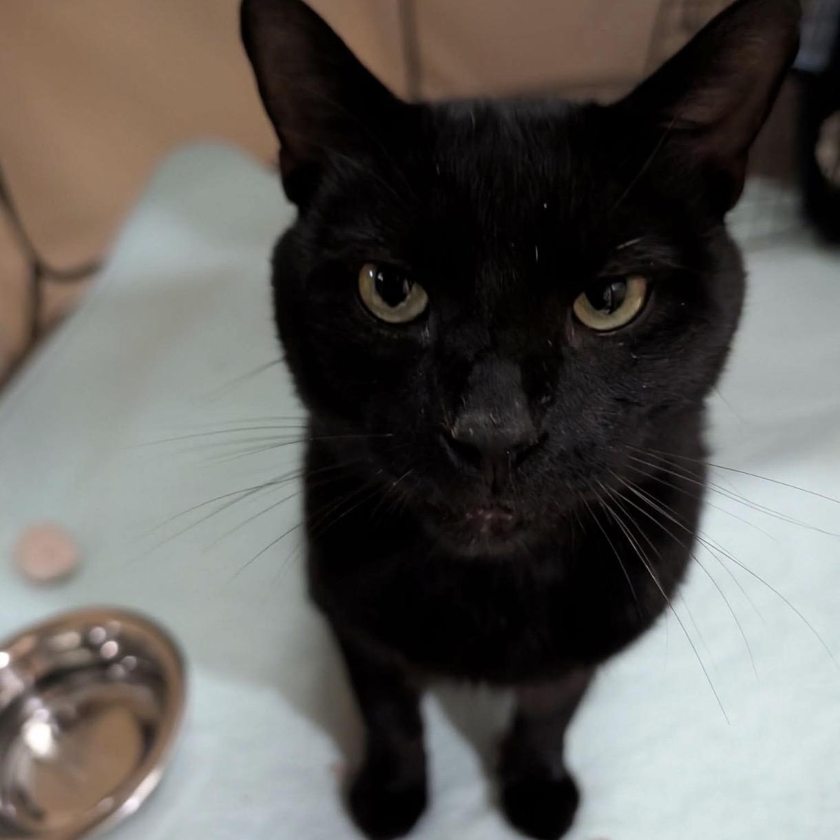 Augie, Adoptable, Adult Male Domestic Short Hair.