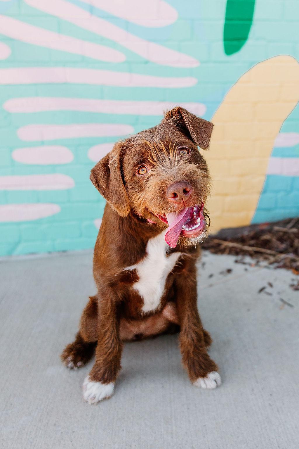 Enlarge Pip, an adopted mixed breed in Charlotte, NC image 1/1