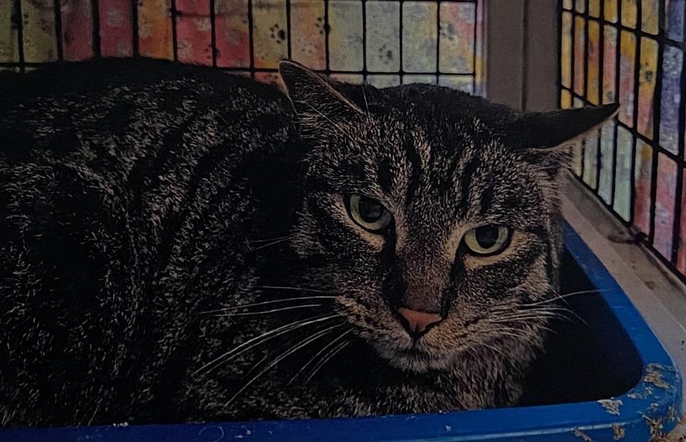 Bo Bo, Adoptable, Adult Male Domestic Short Hair.