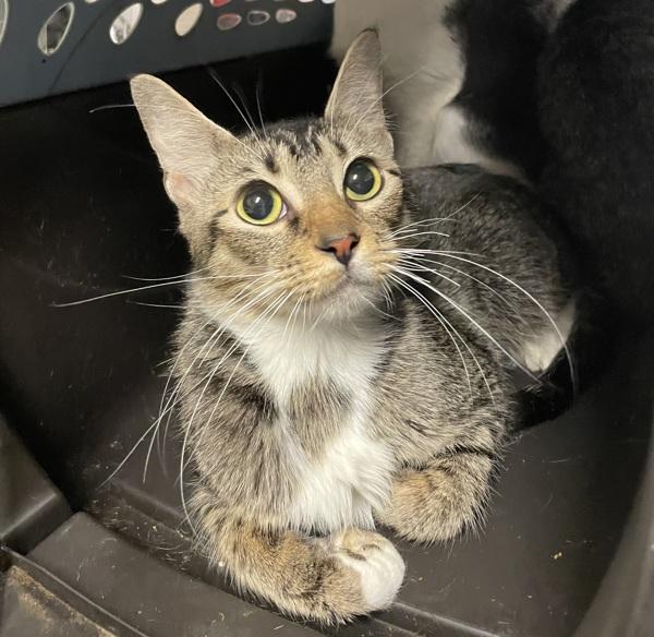 Enlarge Twix (mcas), a Adoptable mixed breed in Troutdale, OR image 1/1