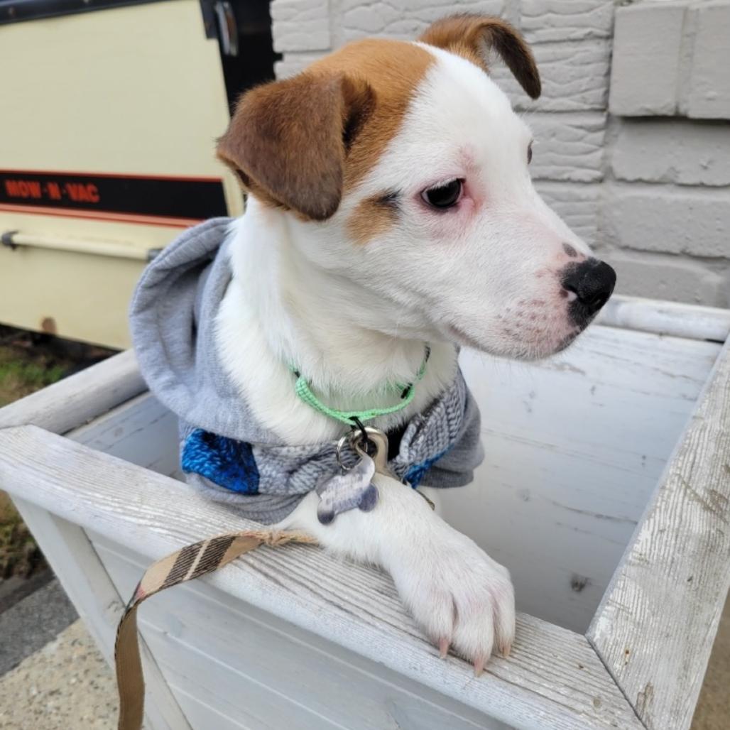 Enlarge PRANCER, a ADOPTABLE mixed breed in La Grange, KY image 2/4