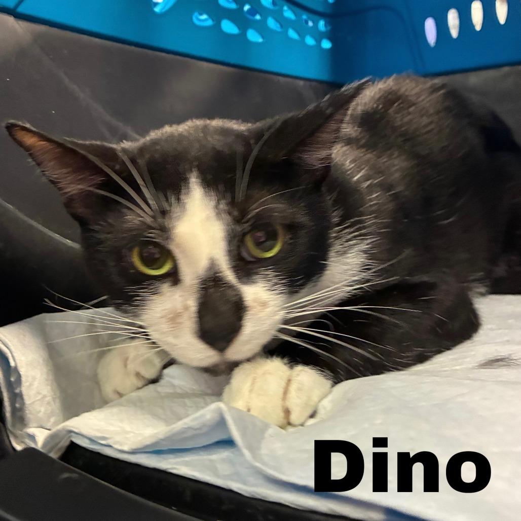 Enlarge Dino, a Adoptable Domestic Short Hair in New York, NY image 1/1