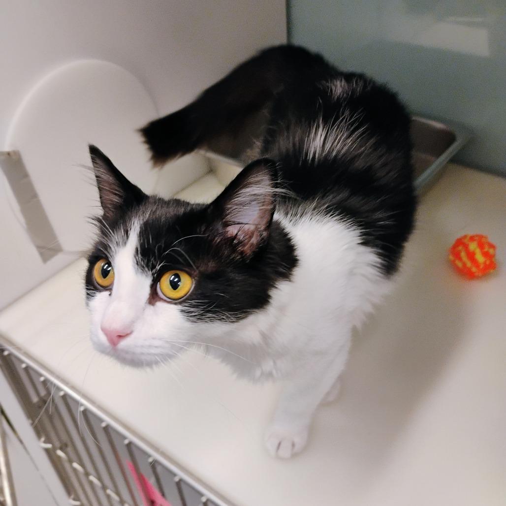 Inky, Adoptable, Adult Female Domestic Medium Hair.