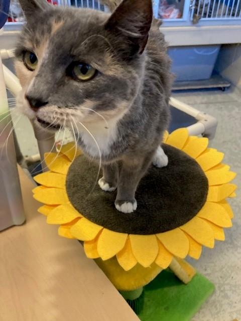 Enlarge Cordelia, a Adoptable Domestic Short Hair in Mason City, IA image 1/2