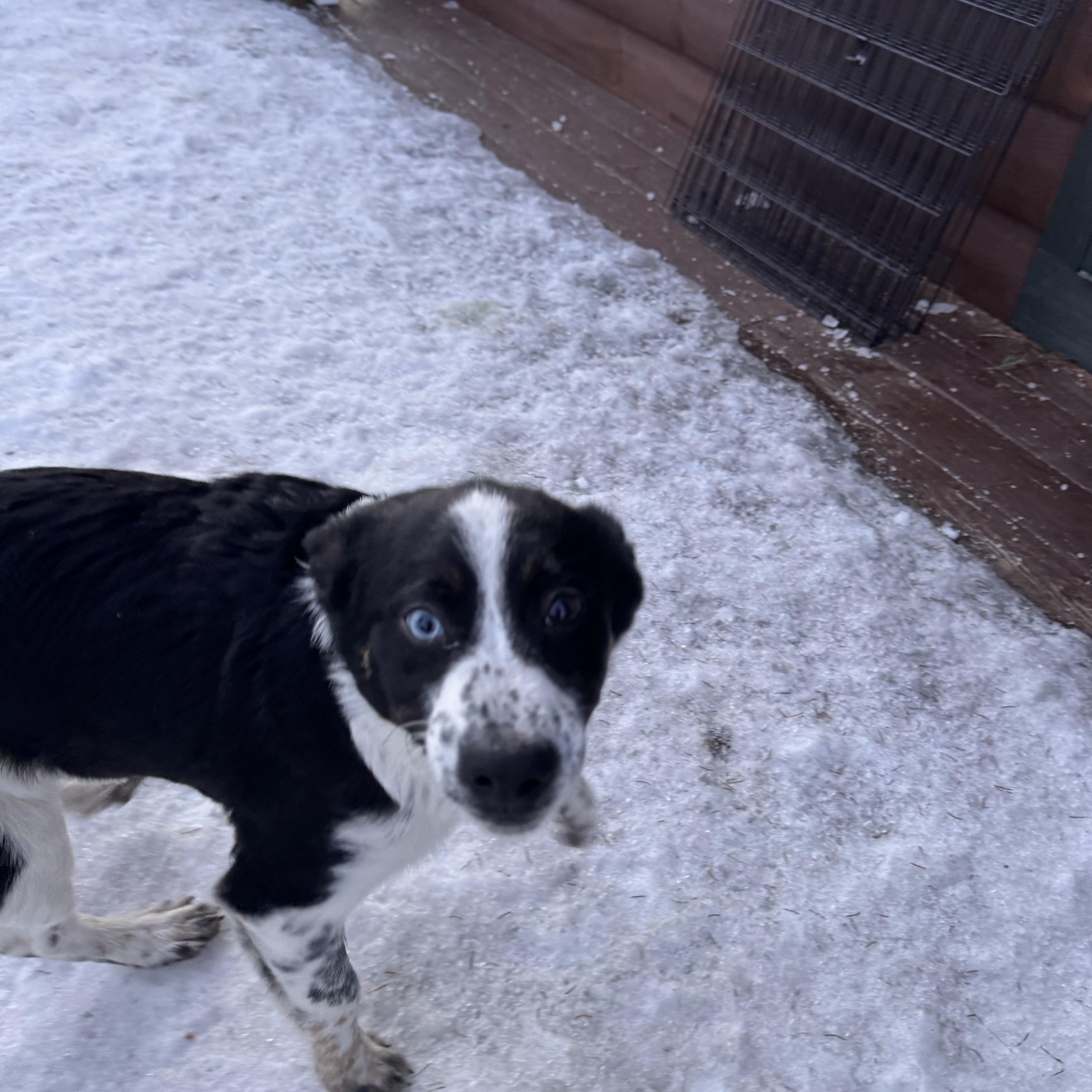 Enlarge Newt, a Adoptable mixed breed in Hempstead, NY image 3/3