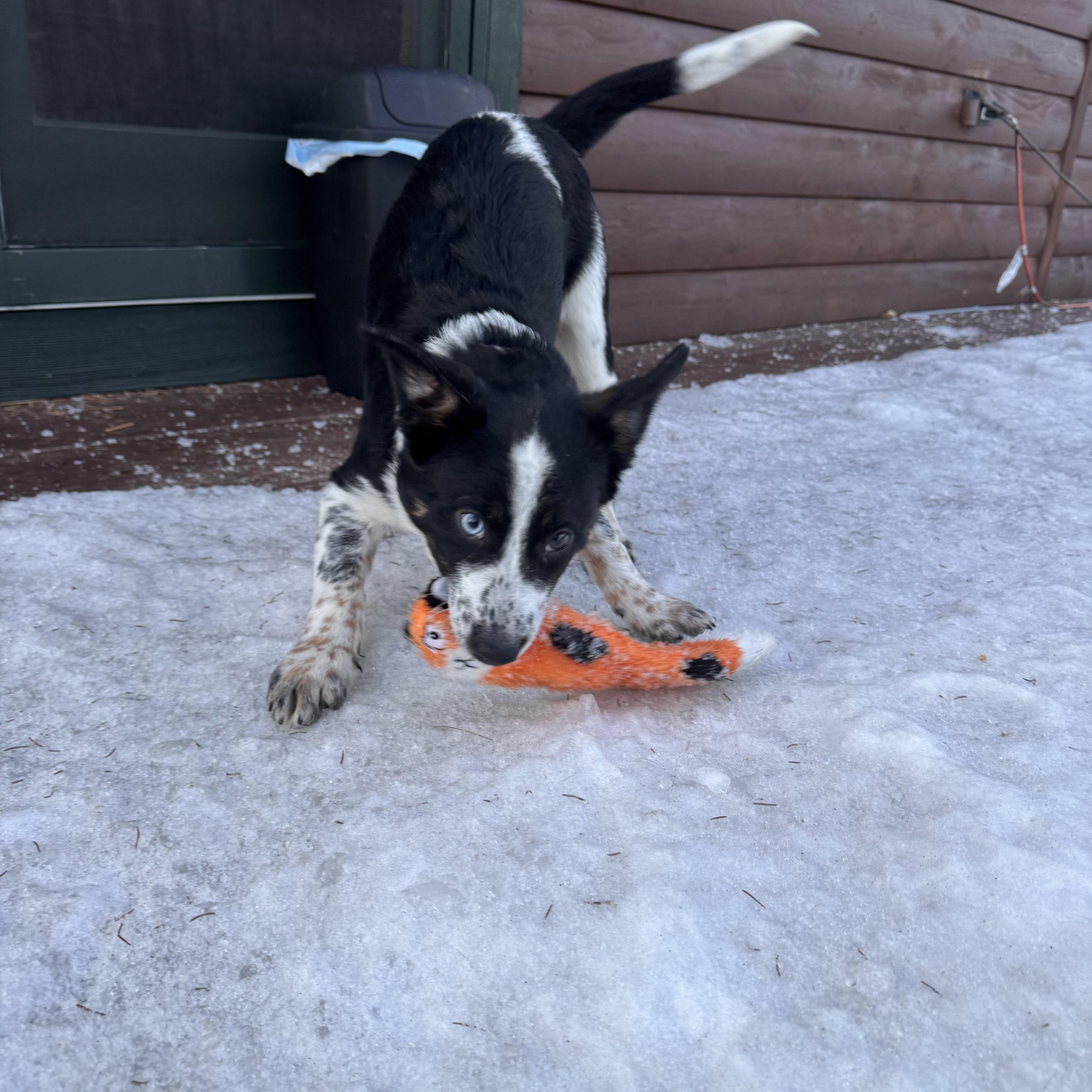 Enlarge Newt, a Adoptable mixed breed in Hempstead, NY image 2/3