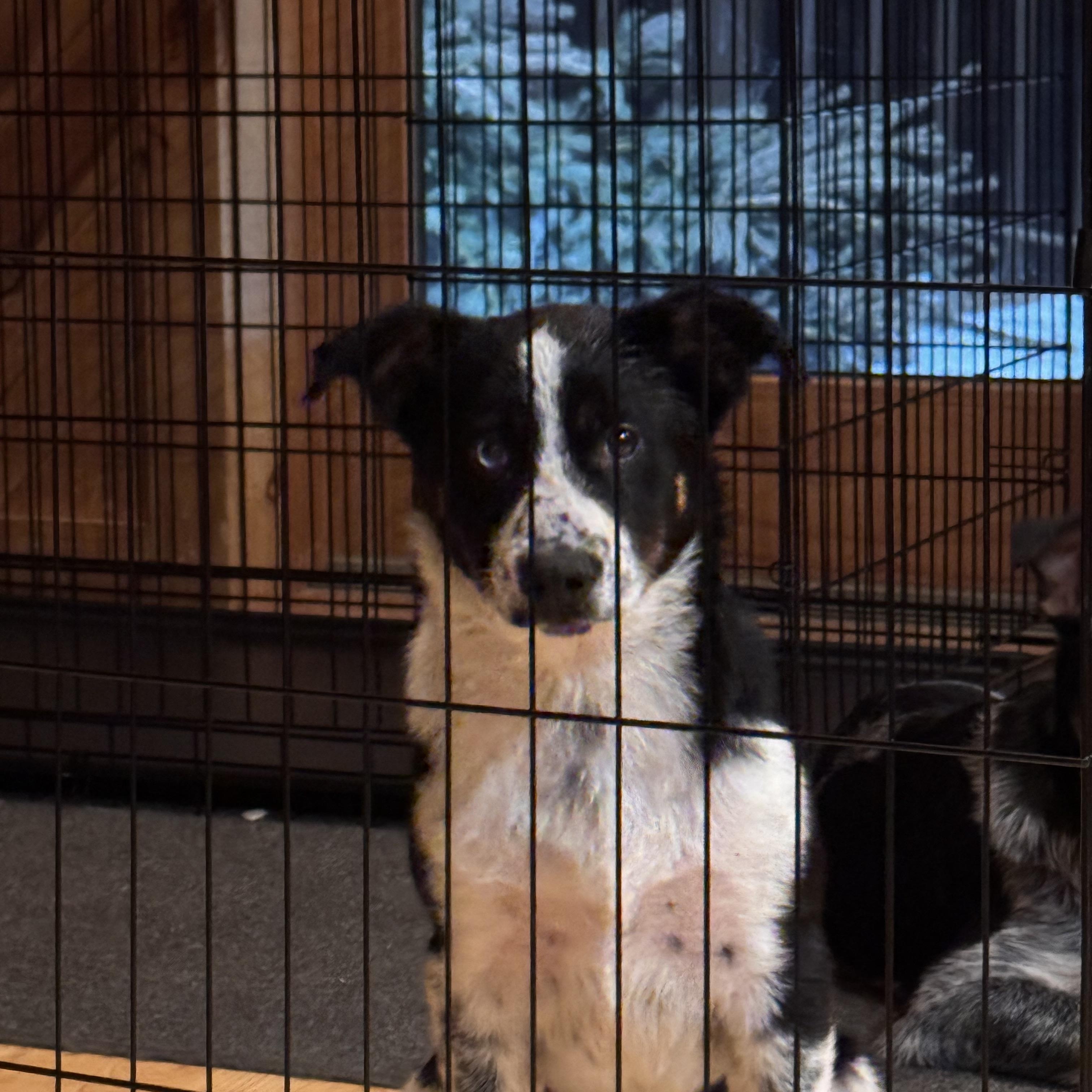 Newt, Adoptable, Young Male Australian Cattle Dog / Blue Heeler & Border Collie.