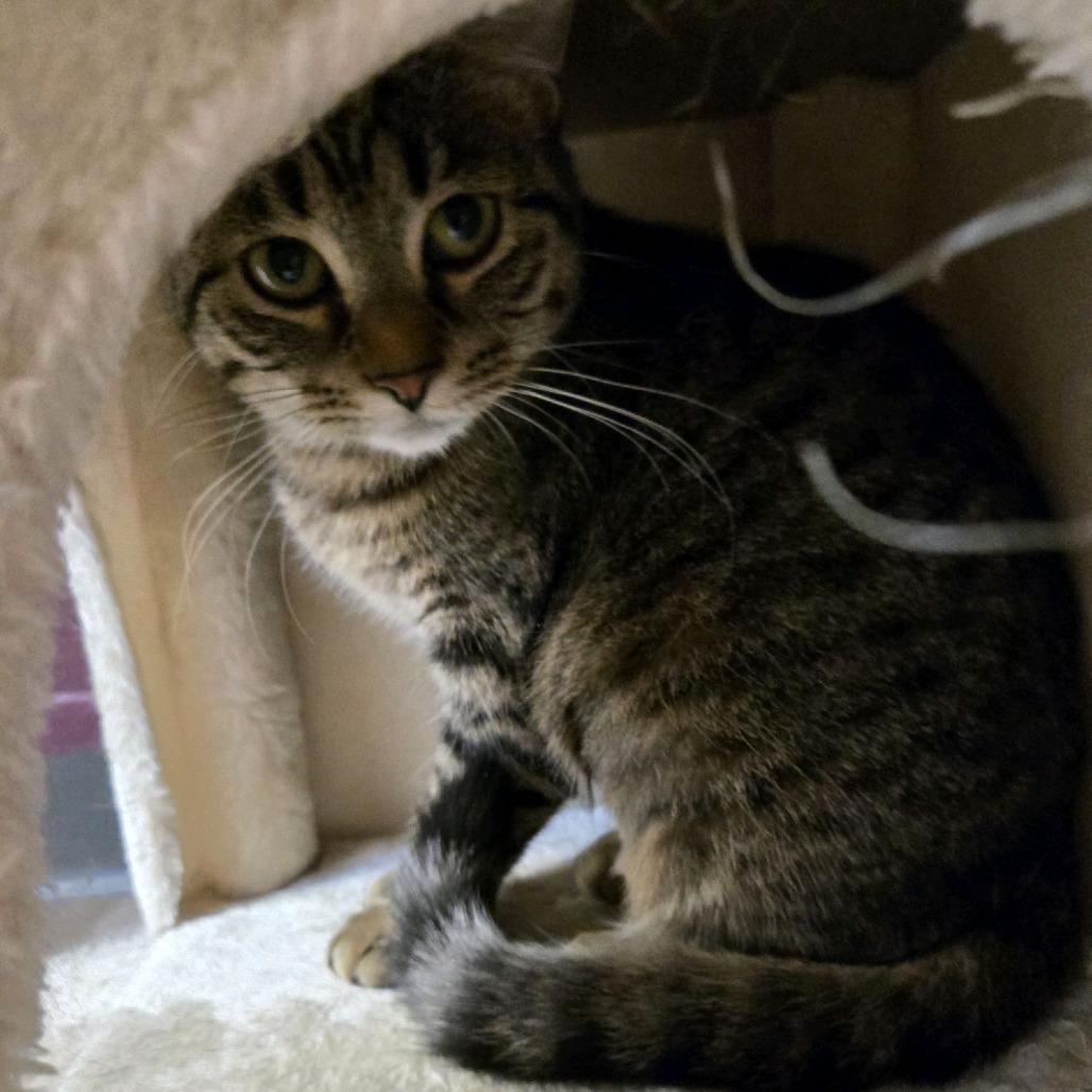 Juliet, Adoptable, Young Female Domestic Short Hair.