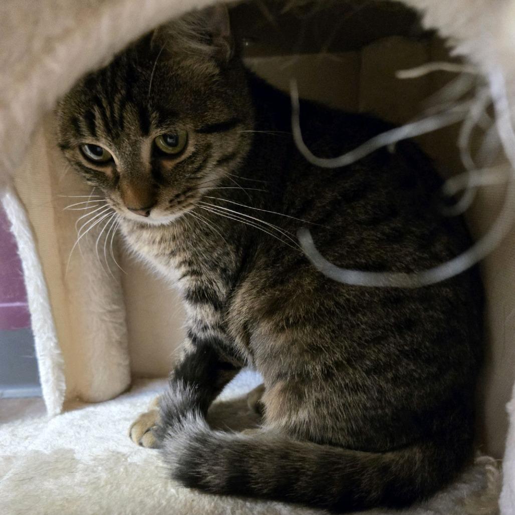 Enlarge Juliet, a Adoptable Domestic Short Hair in Branson, MO image 2/4