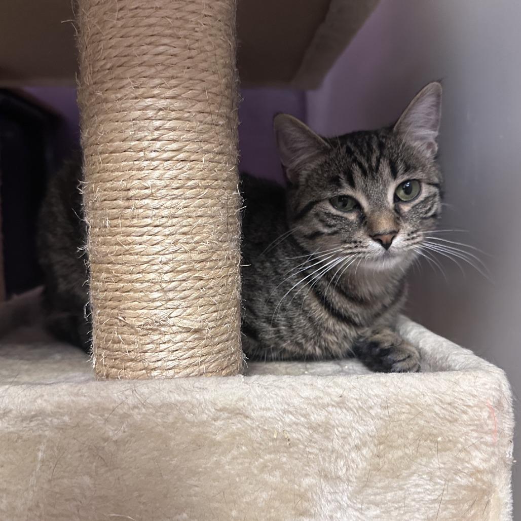 Enlarge Juliet, a Adoptable Domestic Short Hair in Branson, MO image 3/4